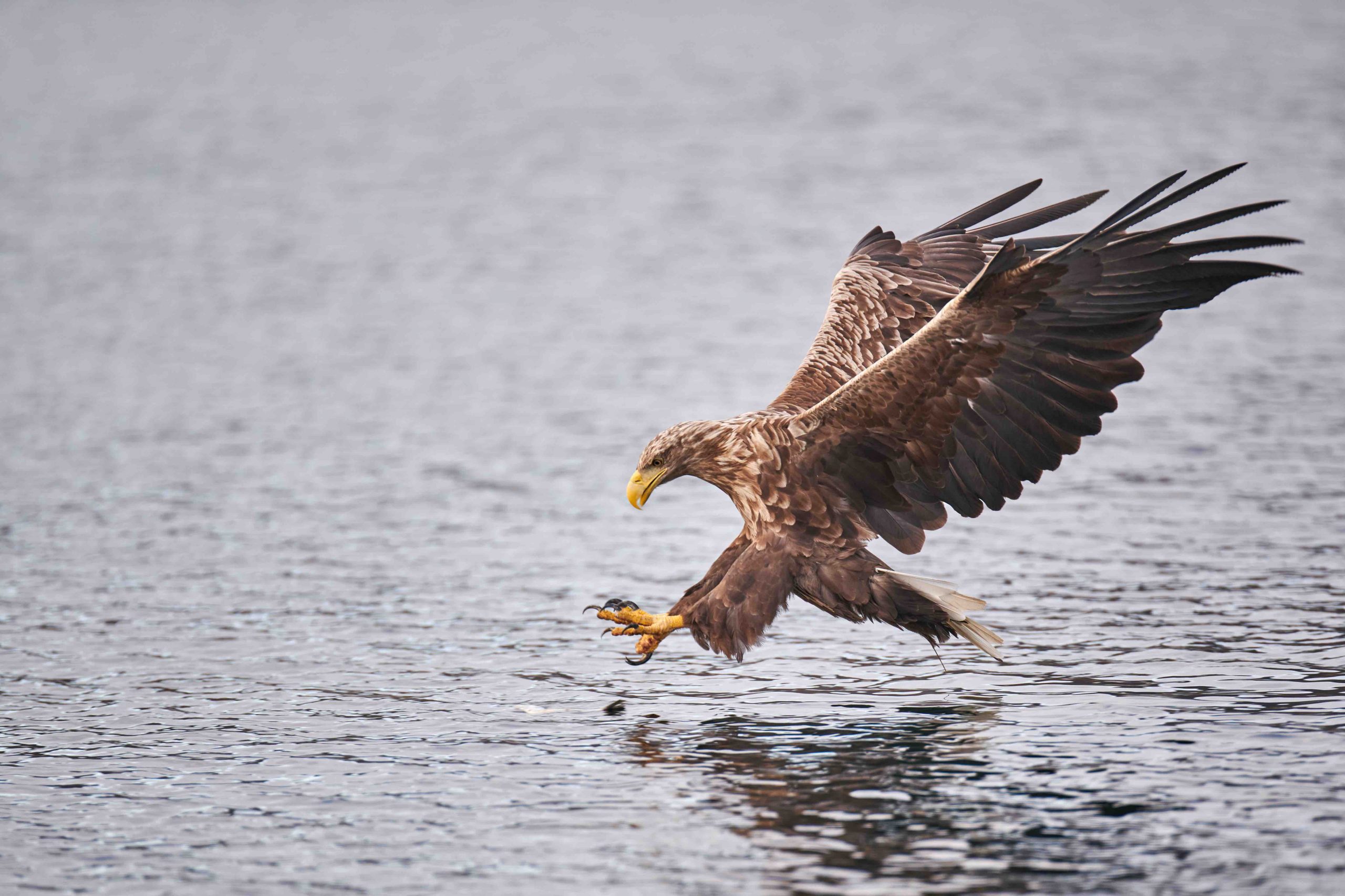 Eagle safari Vesterålen Apartment