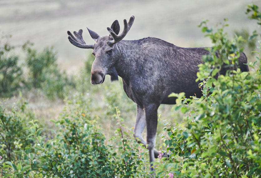 Moose safari Vesterålen Apartment