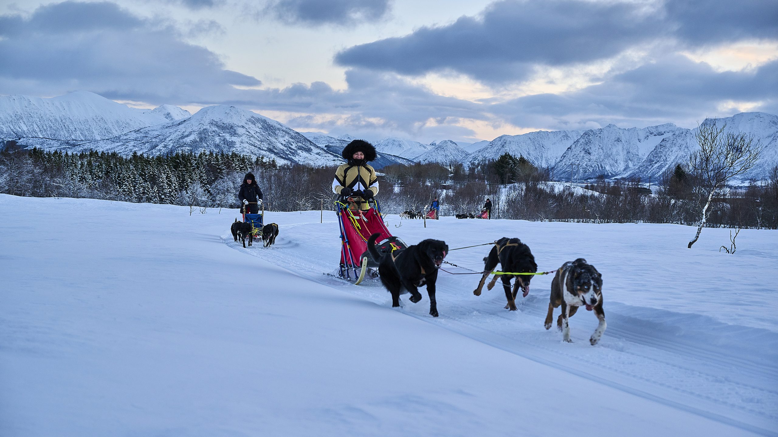 Dog sledding - Vesterålen Apartments