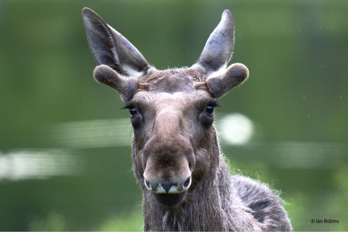 Moose safari vesteralen apartment